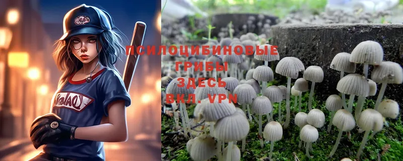 купить   Краснослободск  Галлюциногенные грибы Magic Shrooms 